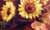 Flowers #05